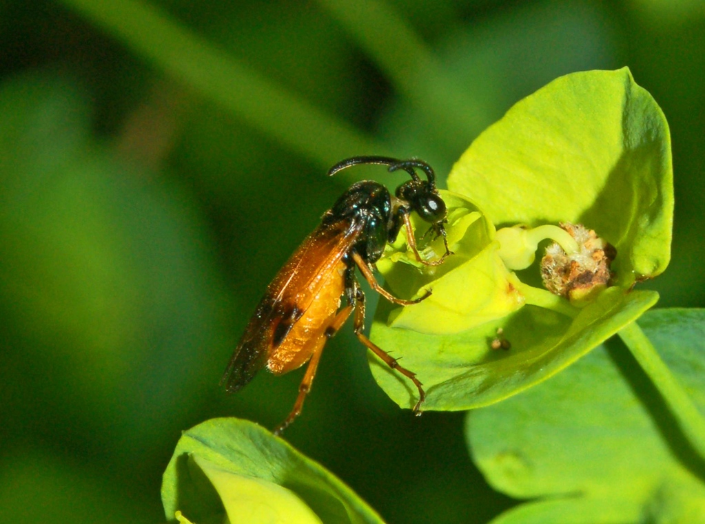 Athalia sp. (Tenthredinidae)